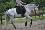 Barebackpad Support Small/ Medium op een Lusitano